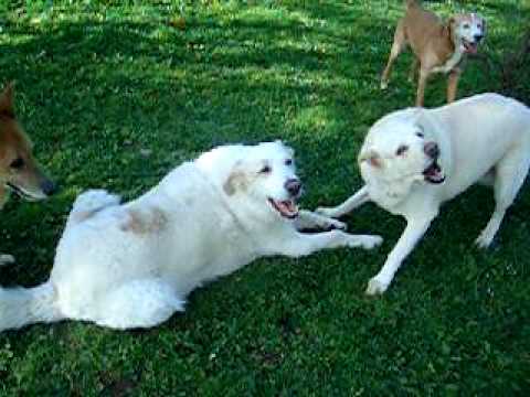 video pensione per cani e gatti - roma