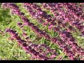 Hummingbird Compilation #1 - July 2007 Hummingbird Compilation #1 - July 2007