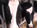 separation of a baby cow from his mother ????? ??? ????? separation of a baby cow from his mother ????? ??? ?????