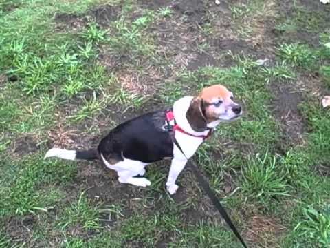 how to fit ezydog chest plate harness