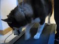 Demon on the Treadmill Demon on the Treadmill