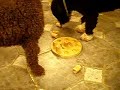 Uusi Dog Smart lelu