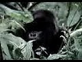 Dian Fossey Bob Cambpell gorilas en la niebla 2ªparte