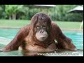 Suyia the Swimming Orangutan - TIGERS Preserve, Myrtle Beach