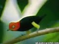micheal jackson bird micheal jackson bird