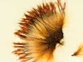 Nature\ Nature\