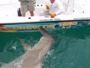    1000 Pound Hammerhead "Chew On This" "Hammer Time"