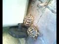 parade tortue