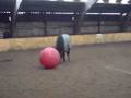 videos de Maiko @ voetbal