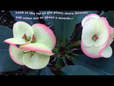 how to collect euphorbia seeds