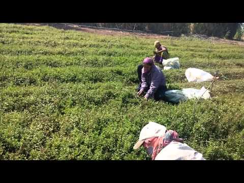 how to harvest stevia