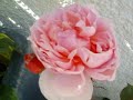 Coburg Rosen David Austin. Blumen-Art-Design Webergasse