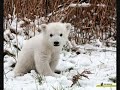 Knut rutta