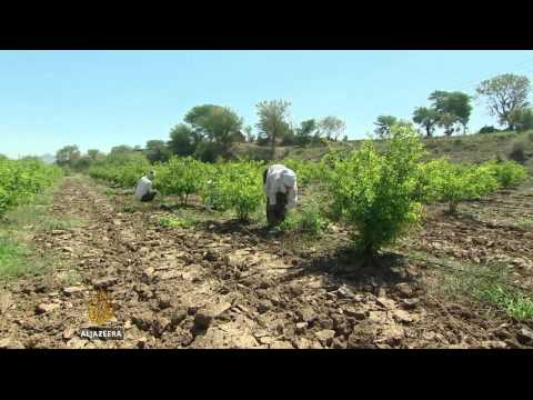 Crop failure behind India farmer suicides