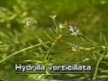 Hydrilla verticillata