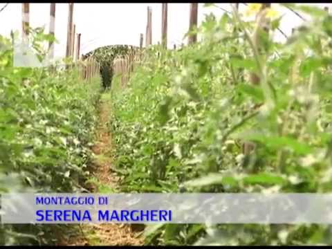 Servizio di Serena Margheri