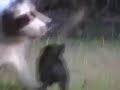 Pig Vs Spaniel Pig Vs Spaniel