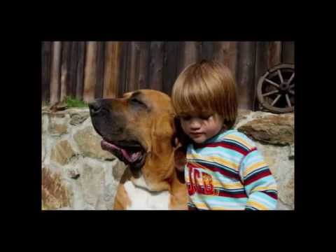 fila brasileiro