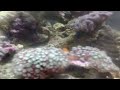 Vídeo mostra o acervo Aquarius Hobby de corais expostos a venda dia 12/12/2009. Av. Dr. Armando Sales de Oliveira, 730 Taquaral Campinas SP falecom@aquariushobby.com.br 