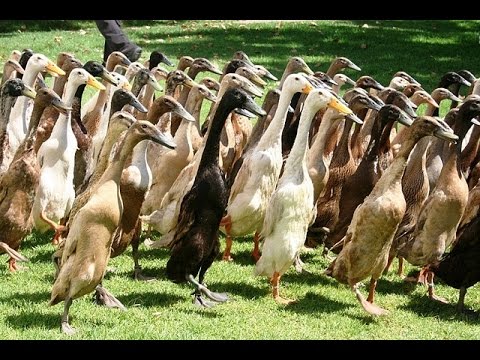 how to dye ducklings