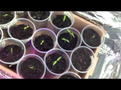 how to grow butch t