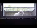 Click here to watch this video Katzen Fail