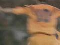 Gol Koeman