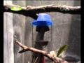 www.cucakrowosafrudin.wordpress.com.flv