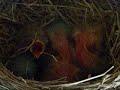 Bird's Nest Bird's Nest