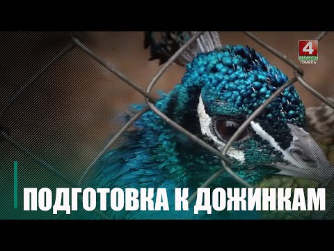 Даведаліся, як праходзіць падрыхтоўка Кастрычніцкага да абласных Дажынак видео