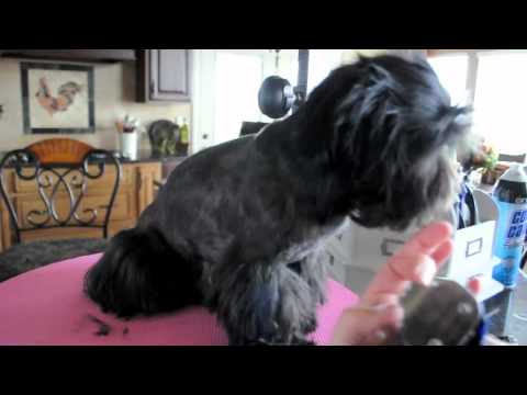 How to groom your Shih Tzu dog in a short shaved body & fluffy legs hairstyle