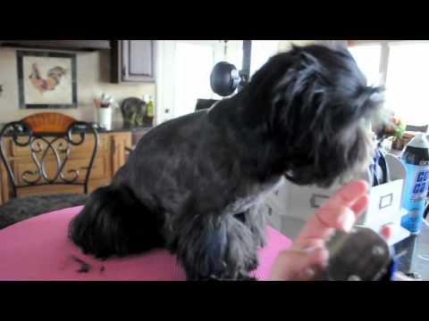 how to trim dog hair