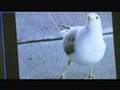STEVEN SEAGULL KMSP DULUTH MN
