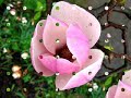 Magnolia - Beautiful flower