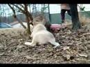 A View of Wolves