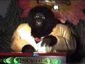 Electric Feel- MGMT- The Rock-afire Explosion