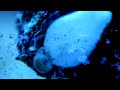 My aquarium with actinics lights on. HD 720P