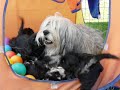 The puppies have the best grandmother (Bonnie)in the world and she really loves them.
