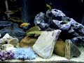 My African Cichlids