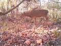 Okonoko Trail Cam
