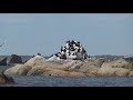 Activities Web Video FC.mpg