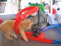 Cute Kitty Playing with hotwheels Cute Kitty Playing with hotwheels