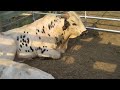 J Bar W Ranch Bulls MD USA