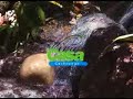 Deixe a natureza entrar em sua casa com a Viva Casa (www.vivacasa.com.br). Projeto e execução de lagos, cascatas e cachoeiras, unindo a harmonia dos elementos naturais com modernas técnicas de biologia e construção. 