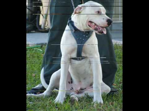 american bull dog