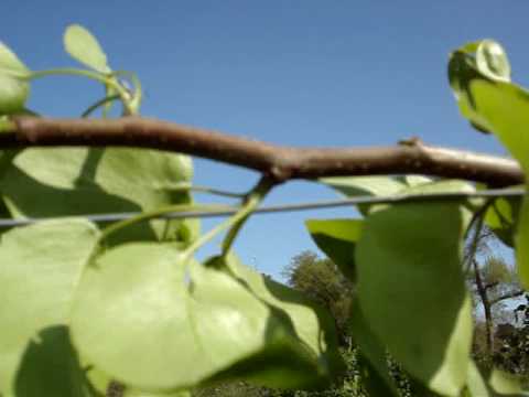 how to train espalier