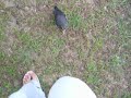 amazing bird~ =d