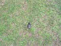 amazing bird~ =d