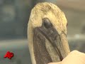 Experts Baffled by Increase in Sick Pelicans