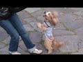 Emily al parco